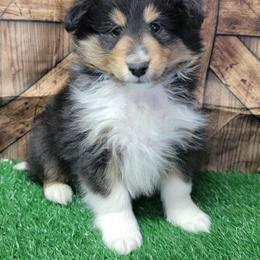 Cody - Black white and tan male Shetland Sheepdog puppy in Conway, Missouri from Brooks's little darlings