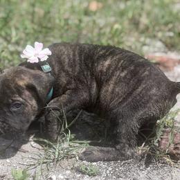 MeatBall - Brindle female Great Dane puppy in Lehigh Acres, Florida from Florida Wrinkles