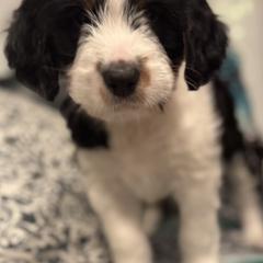 Australian Mountain Doodle Puppies from Woodbriar Wags