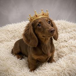 Emir - Dachshund