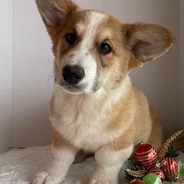 Choochoo - Red and white male Cardigan Welsh Corgi puppy in Pattonville, Texas from Espuela Cardigan Welsh Corgis