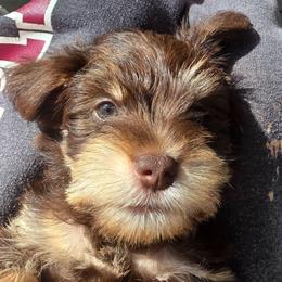 Guinny - Liver female Miniature Schnauzer puppy in Fredericksburg, Virginia from Liver Legends