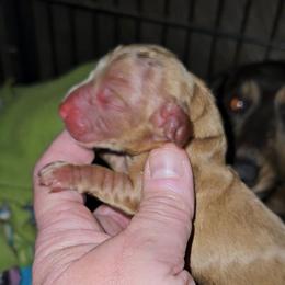 Boy 2c - Cream male Dachshund puppy in Lansing, Michigan from Black Thunder 517 Dachshunds and frenchies