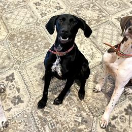 German Shorthaired Pointers from Hurricane Creek Gun Dogs
