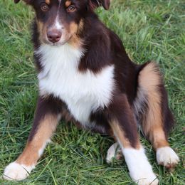 Boxer - Red tri-color Miniature American Shepherd puppy in Maryland from Atomic Minis