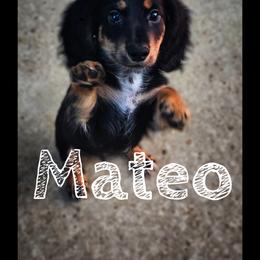 Dachshund Puppies from DT Dachshunds