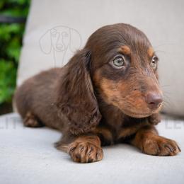 Gatsby - Chocolate and tan male Dachshund puppy in Temecula, California from Naomi Magee's Dachshund Kennel