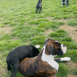 Boxer Puppies from A&B Euro Boxers, LLC