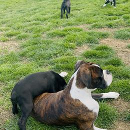 Boxer Puppies from A&B Euro Boxers, LLC