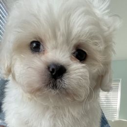 Shih Tzus from Pumpkin Patch Pups