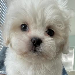 Shih Tzus from Pumpkin Patch Pups