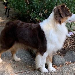Maddy - Australian Shepherd
