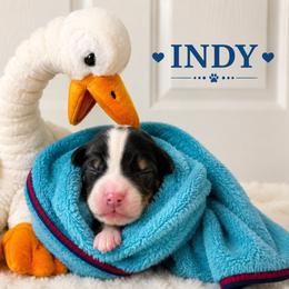 Indy - Tri-color female Bernedoodle puppy in Sevierville, Tennessee from Candy's Bernedoodles