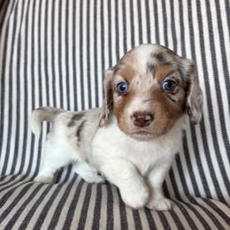 RB BOY - Dapple male Dachshund puppy in Elkhart, Indiana from Hart City Dachshunds