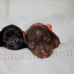 White collar - Black and tan female Cockapoo puppy in Missoula, Montana from Big Sky Cockapoos
