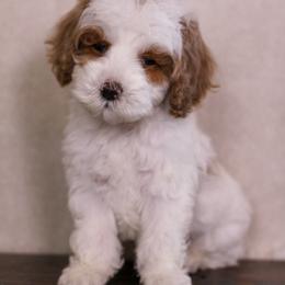 Sleepy - Parti male Goldendoodle puppy in Warsaw, Ohio from Lovabledoodles