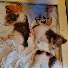 Wire Fox Terrier Puppies from Colorado Wire Fox Terriers