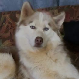 Ares - Siberian Husky