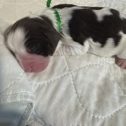 Green collar - White and liver male English Springer Spaniel puppy in Elma, Washington from McCartney Springer’s