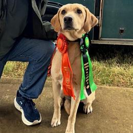 Labrador Retriever All Grown Up from J&G Consulting