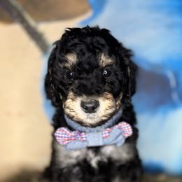 Tiaramusu Smothered in Chocolate - Goldendoodle puppy in Charlotte, North Carolina from Ben and Jerry Doodles