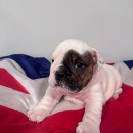 Lola - White female Bulldog puppy in Dix Hills, New York from Mansi Bulldogs