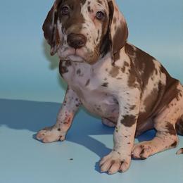 Lincoln - Harlequin male Great Dane puppy in Walker, Louisiana from La Rebel Danes