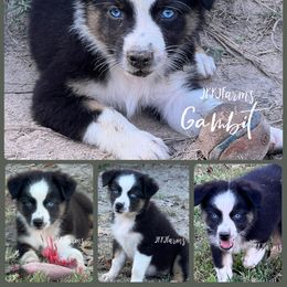 Gambit, BTF Blue eyes - Black tri-color female Australian Shepherd puppy in Huntington, Texas from JKKJ Farms