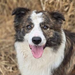 Meko - Border Collie