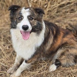 Meko - Border Collie