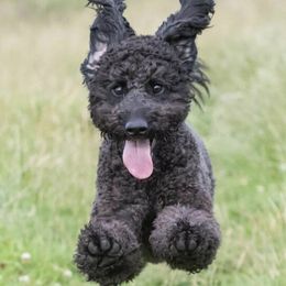 Aussiedoodles, Goldendoodles, and Labradoodles from Haaspawz