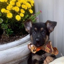 German Shepherd Puppies from My Bodyguard German Shepherd Dogs