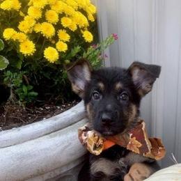 German Shepherd Puppies from My Bodyguard German Shepherd Dogs