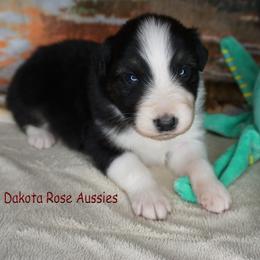 Waffles - Black tri-color male Australian Shepherd puppy in Burbank, South Dakota from Dakota Rose Aussies
