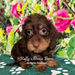 Chocolate and Tan Soft Wire Male Green Collar - Chocolate and tan male Dachshund puppy in Cleveland, Tennessee from Kelly's Doxie Farm