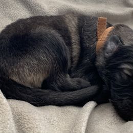 German Shepherd Puppies from Park Hill German Shepherds