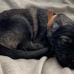German Shepherd Puppies from Park Hill German Shepherds