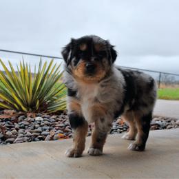 Cedar - Blue merle male Australian Shepherd puppy in Stephenville, Texas from Rockin B Australian Shepherds