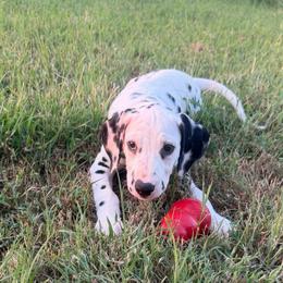 Cupcake - White and black female Dalmatian puppy in Austin, Texas from Dazzling Dalz