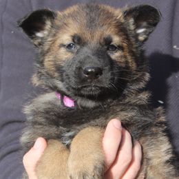 Girl 3 - female German Shepherd puppy in Washington from Von Zobel Haus Kennels