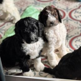 Bernedoodle, Cockapoo, and Goldendoodle Puppies from Avery Doodle Day LLC