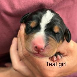 Teal girl - Black, white and red female Greater Swiss Mountain Dog puppy in Woodland, Washington from Woodland Swissie’s