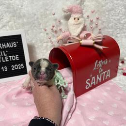 Girl 4 - female French Bulldog puppy in Westerly, Rhode Island from Starkhaus Rottweilers & Frenchies