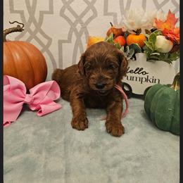 Pink female - Red  female Goldendoodle puppy in Haughton, Louisiana from Bailey’s Cajun Canines