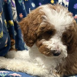 Poodles and Shih Tzus from Pauley’s Shihtzus and Poodles