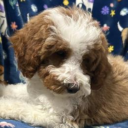Poodles and Shih Tzus from Pauley’s Shihtzus and Poodles