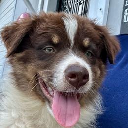 CHLOE - Red tri-color female Australian Shepherd puppy in Sheridan, Arkansas from Runnin’ Wild Ranch Aussies