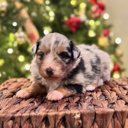 Kane - Blue merle male Miniature American Shepherd puppy in Ash Grove, Missouri from 3 Barrels Farms, LLC