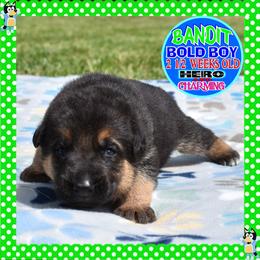BANDIT - Black and tan male German Shepherd puppy in Murrieta, California from Diamond Oaks German Shepherds