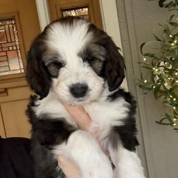 Acadia - Black and white female Sheepadoodle puppy in Roseburg, Oregon from Sharon’s Sheepadoodle’s